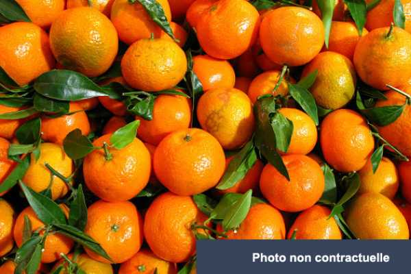 Lot d’oranges